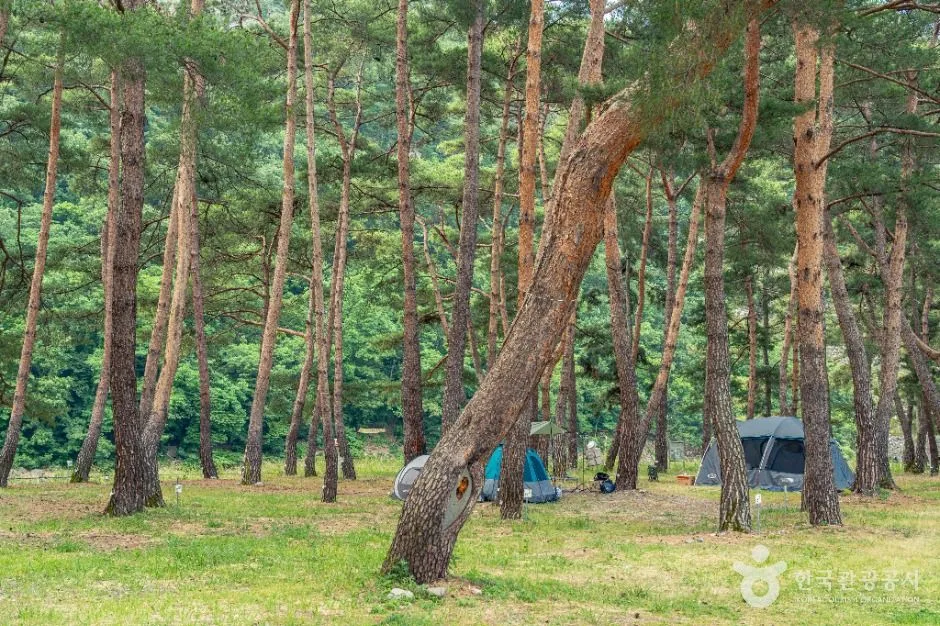 영덕_오천솔밭유원지 (1)