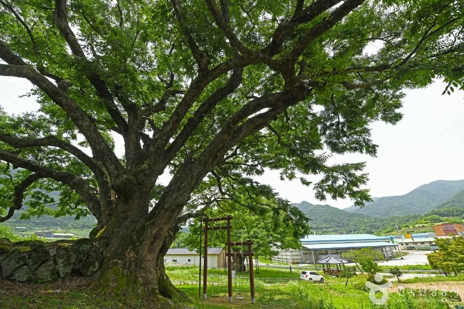 괴산 오가리 느티나무 (4)