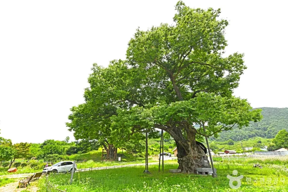 괴산 오가리 느티나무 (1)