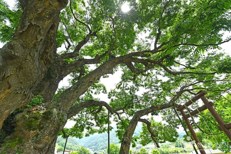 괴산 오가리 느티나무 (7)