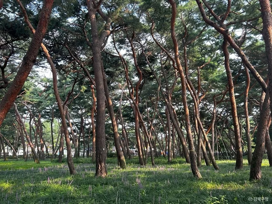 솔밭근린공원 (3)