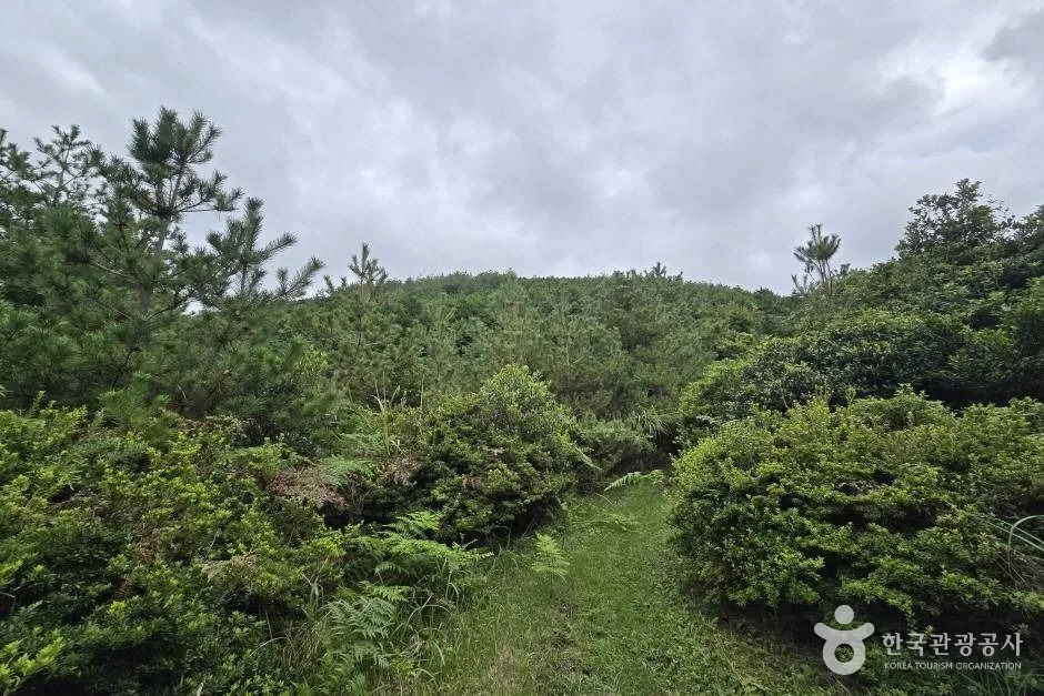 모구리오름_e (8)