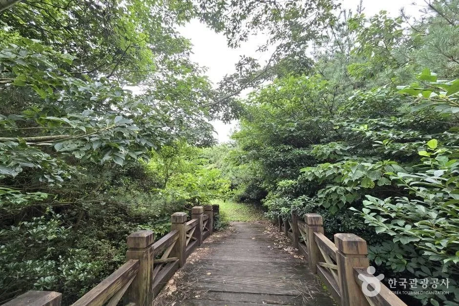 모구리오름_e (7)
