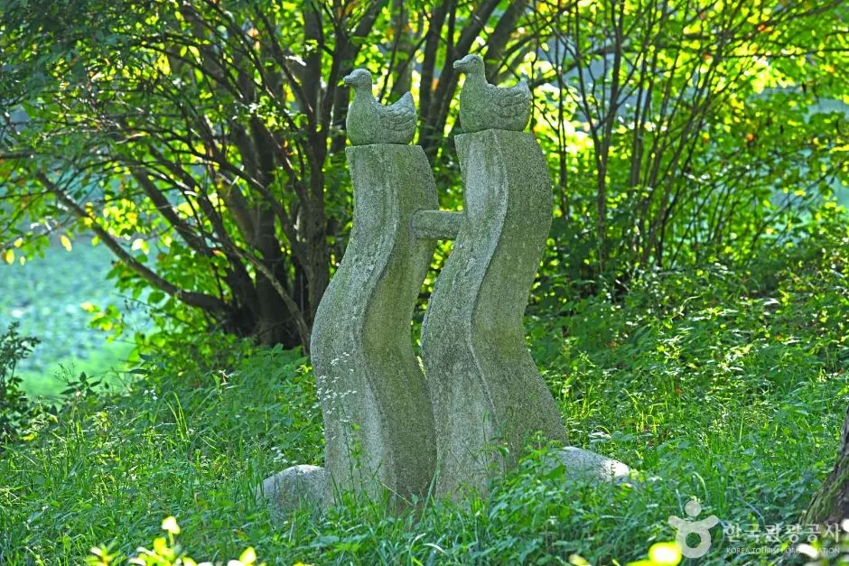 강원_태백_잣나무 연리지 (5)