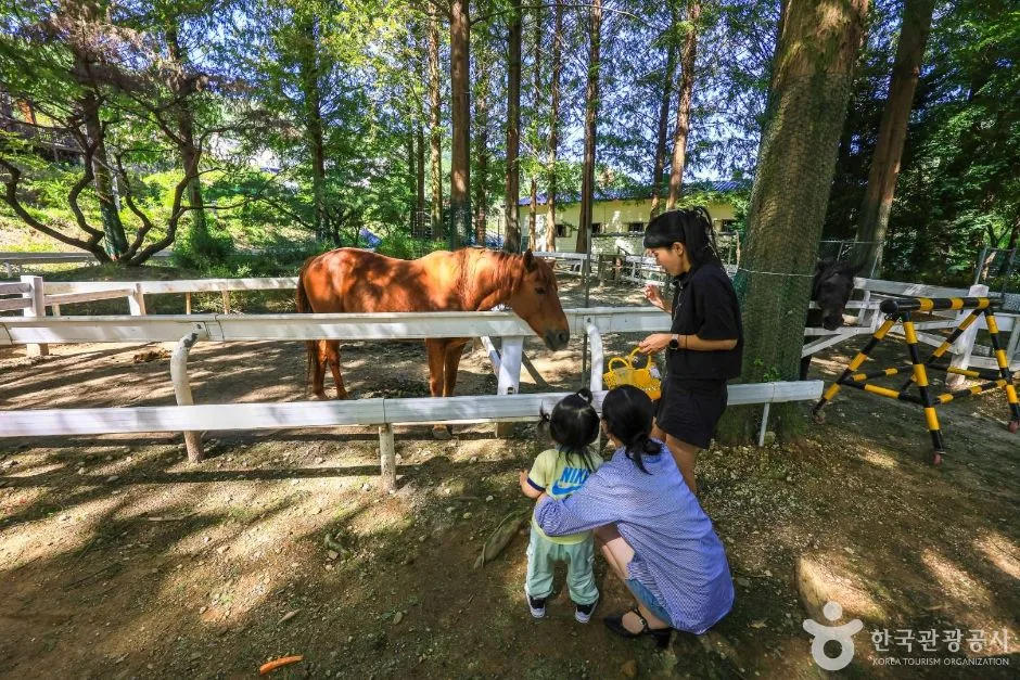 용인_한터 조랑말농장 (2)