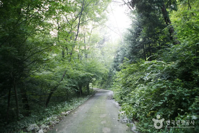 금성산_12