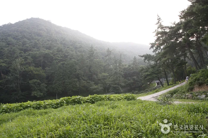 금성산_11