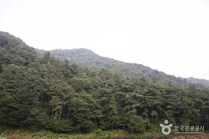 금성산_05