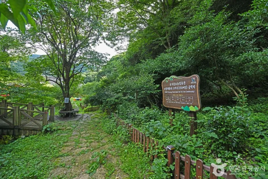 보성녹차 시배지 (6)