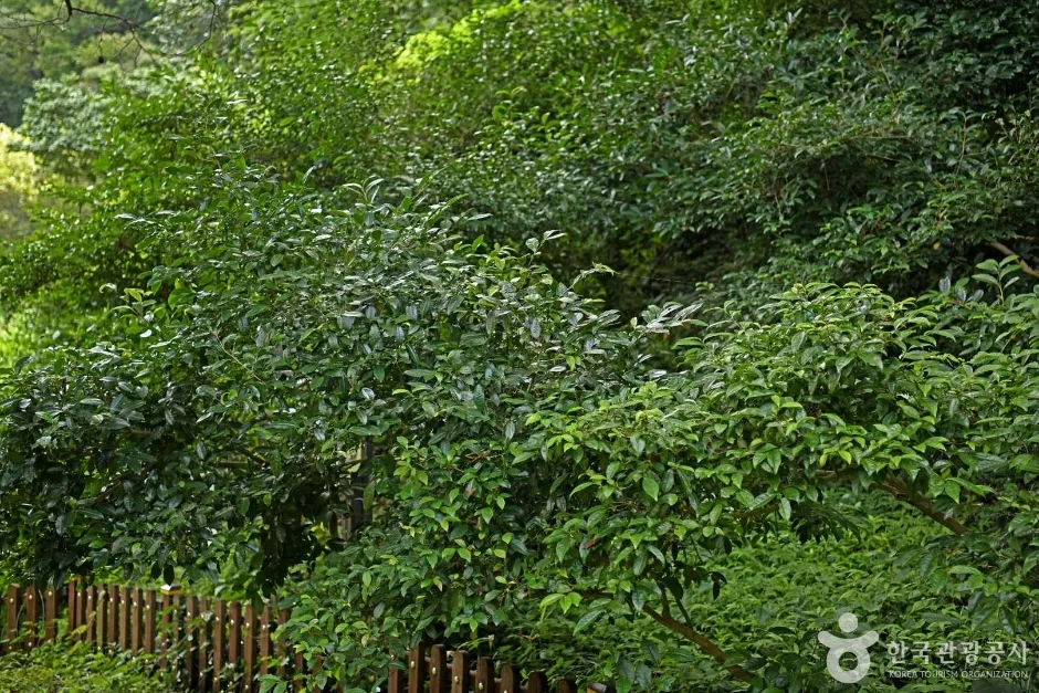 보성녹차 시배지 (3)