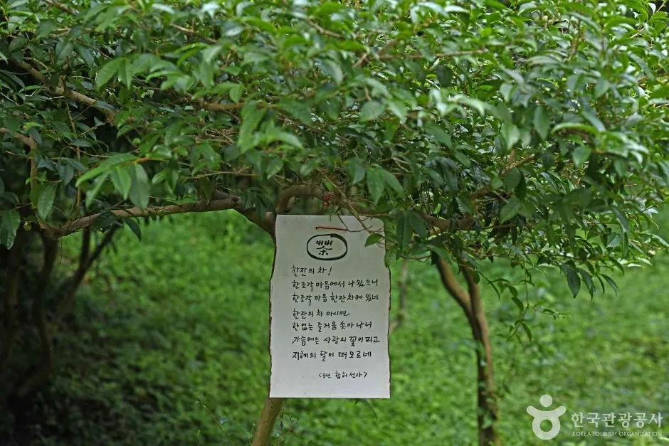 보성녹차 시배지 (2)