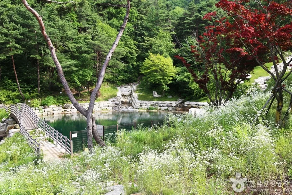 동의보감촌한방자연휴양림 (11)