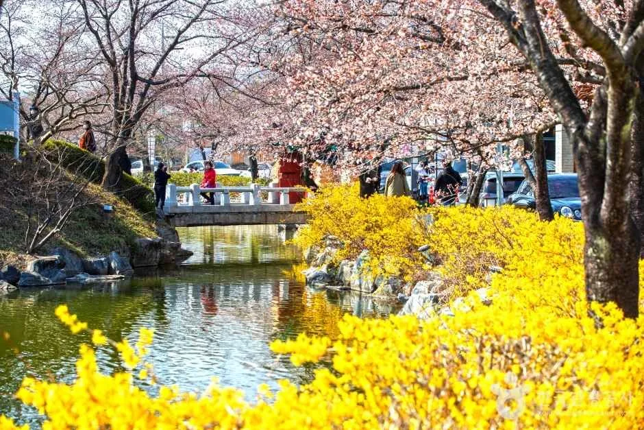 김천 연화지