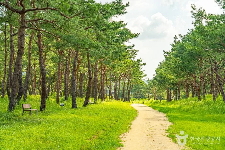 공주_고마나루 (2)