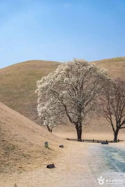 경주 대릉원 일원 (11)