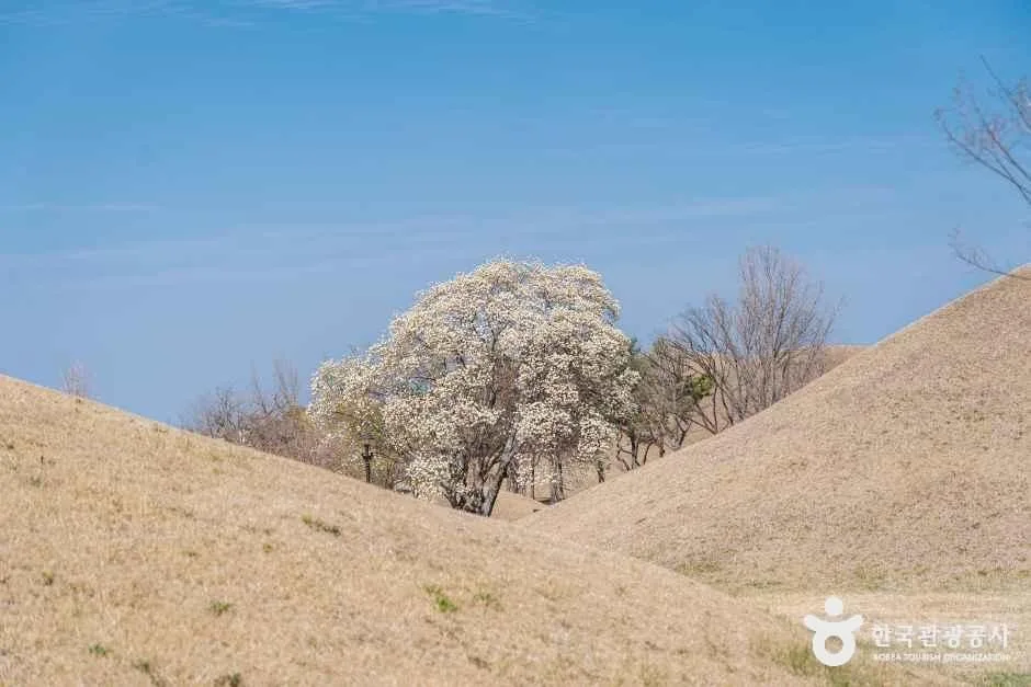경주 대릉원 일원
