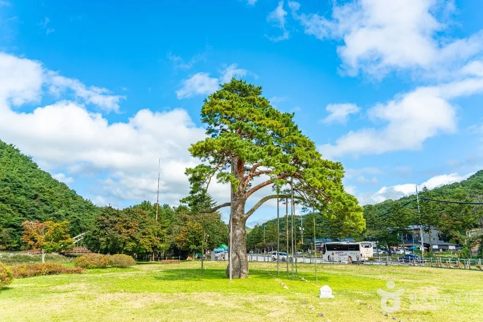 보은_보은 속리 정이품송 (2)