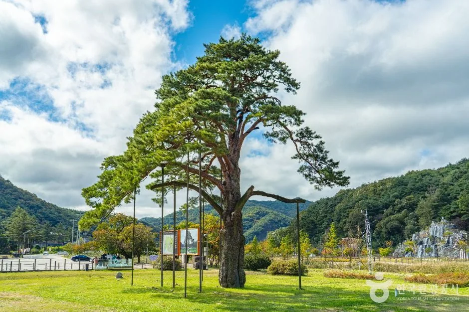 충북_보은_보은 속리 정이품송_외부_1.JPG
