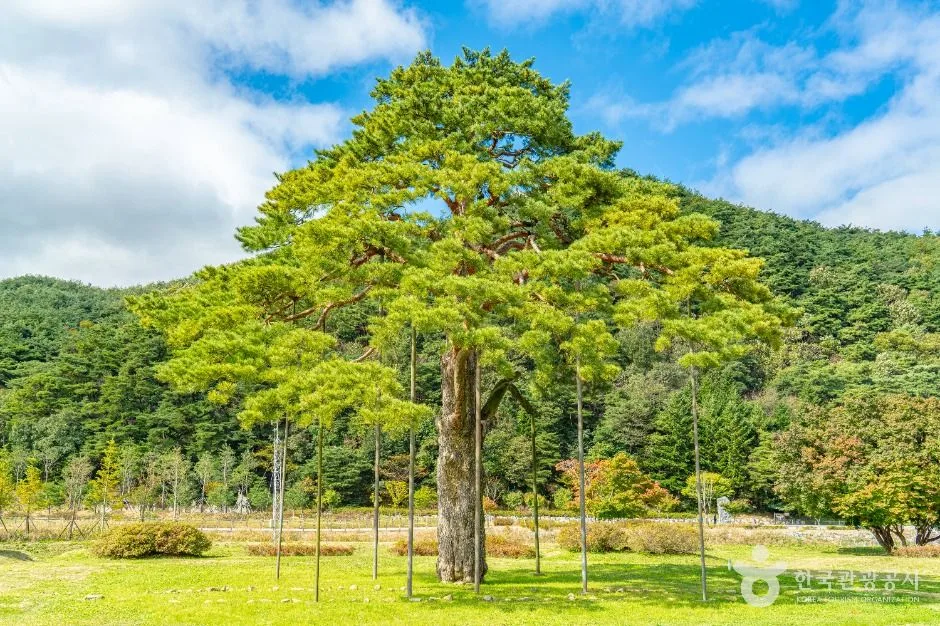 충북_보은_보은 속리 정이품송_외부_7.JPG