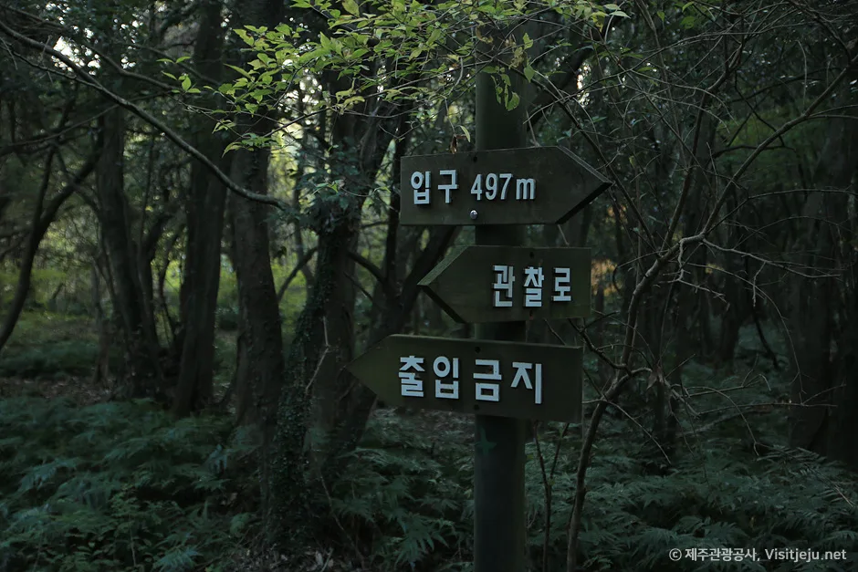 청수곶자왈(1)
