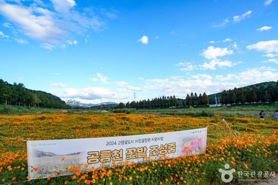 고양_공릉천 (3)