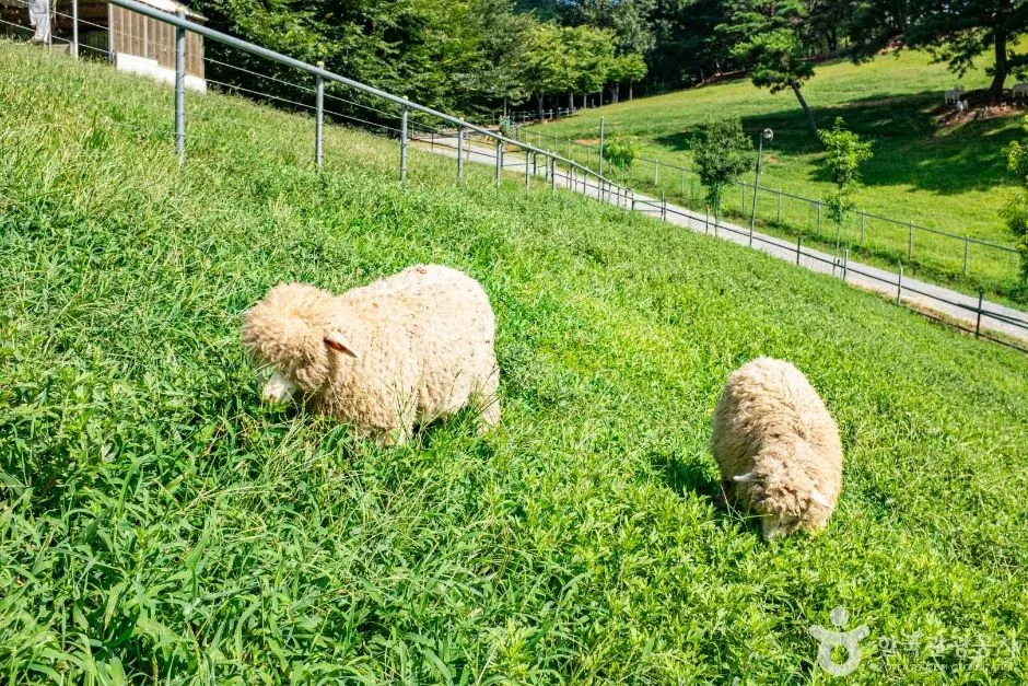 칠곡_칠곡양떼목장 (5)
