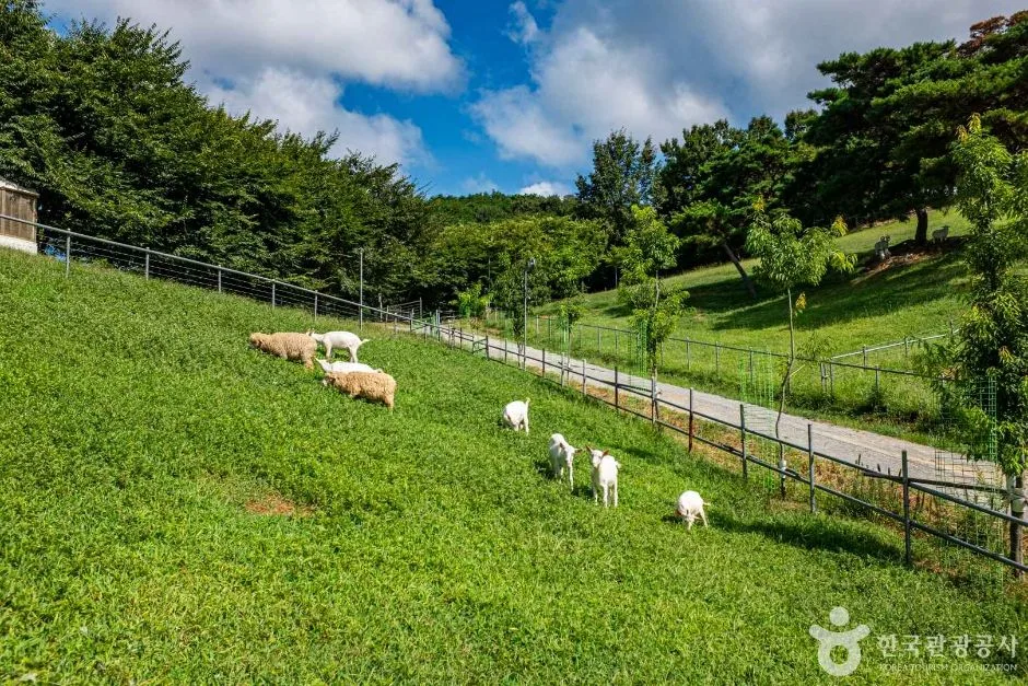 칠곡_칠곡양떼목장 (2)