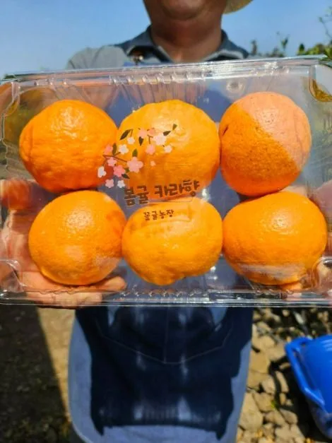 서귀포_꽃귤농장 (5)