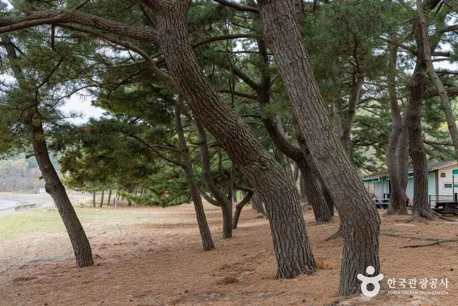인천_웅진_장봉도한들해변 (7)