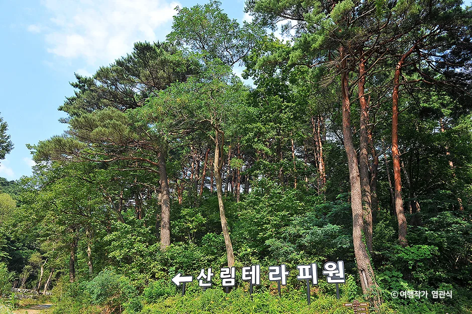 고성군_화진포소나무숲산림욕장 (3).jpg