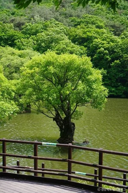 청송_주산지 (청송 국가지질공원) (5)