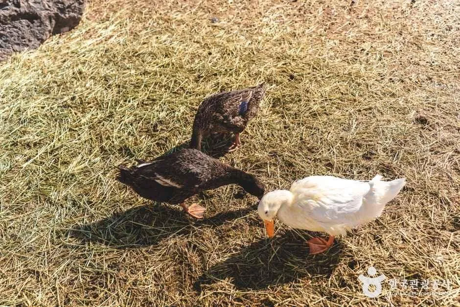 충북_증평_블랙스톤 벨포레 목장_외부_1.jpg