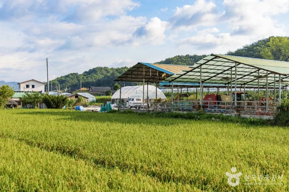 양구_양구 국토정중앙배꼽마을 (3)