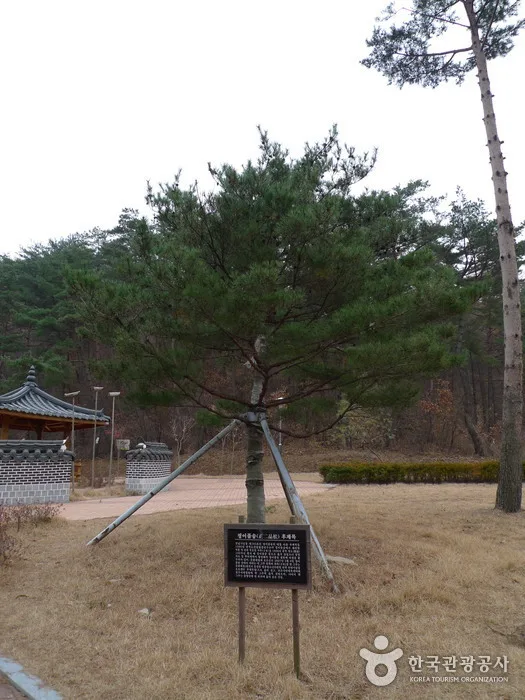 보은_솔향공원 (5).jpg