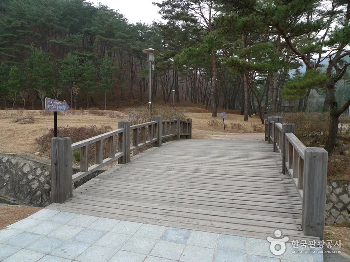 충북 보은 솔향공원 (29)