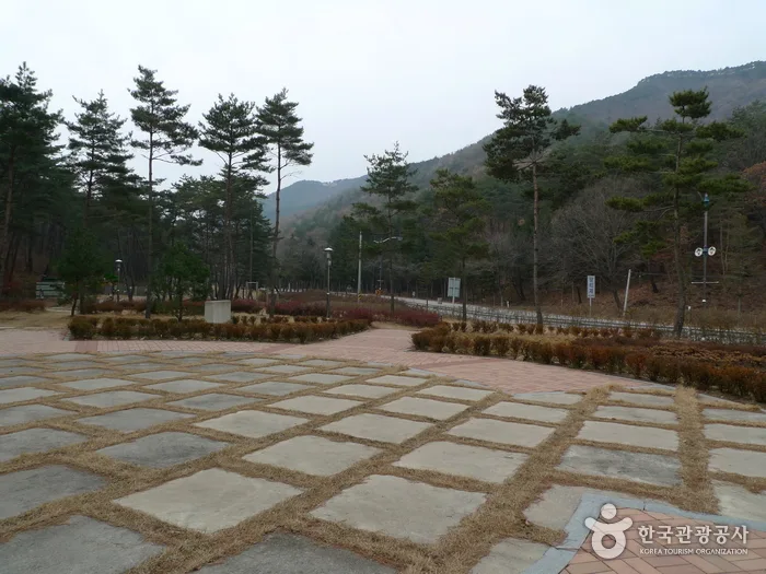 충북 보은 솔향공원 (10)