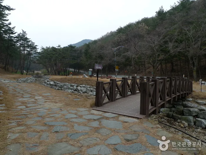 충북 보은 솔향공원 (28)