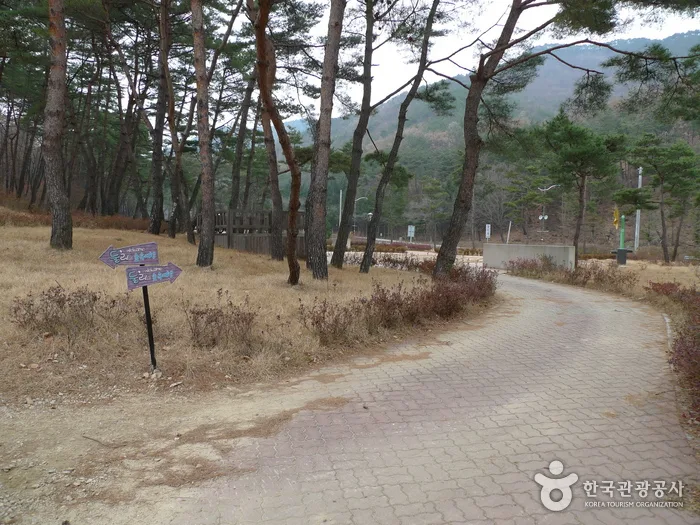 충북 보은 솔향공원 (3)