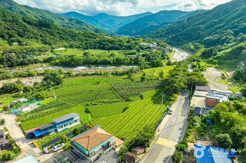 하동_삼신녹차마을 (5)
