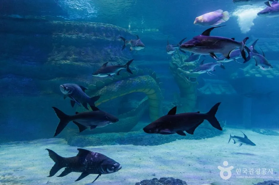 사천_아라마루 아쿠아리움 (3)