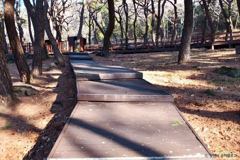 창원_창원 편백 치유의 숲 (3)