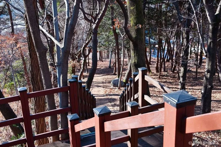 창원_창원 편백 치유의 숲 (6)