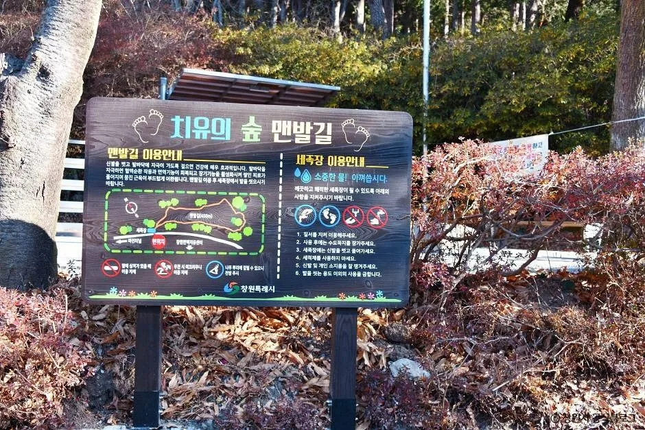 창원_창원 편백 치유의 숲 (9)