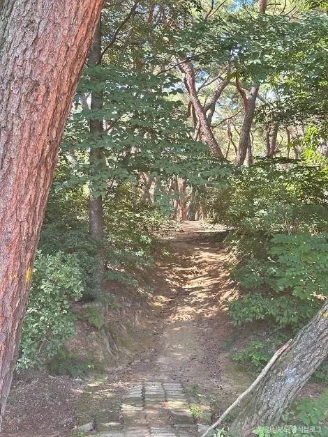 경주_삼릉숲 (3)