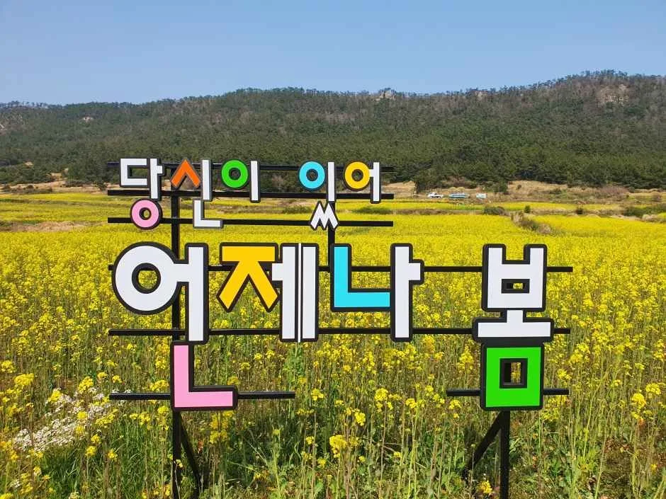 2026 보배섬 유채꽃 축제 (5).jpg