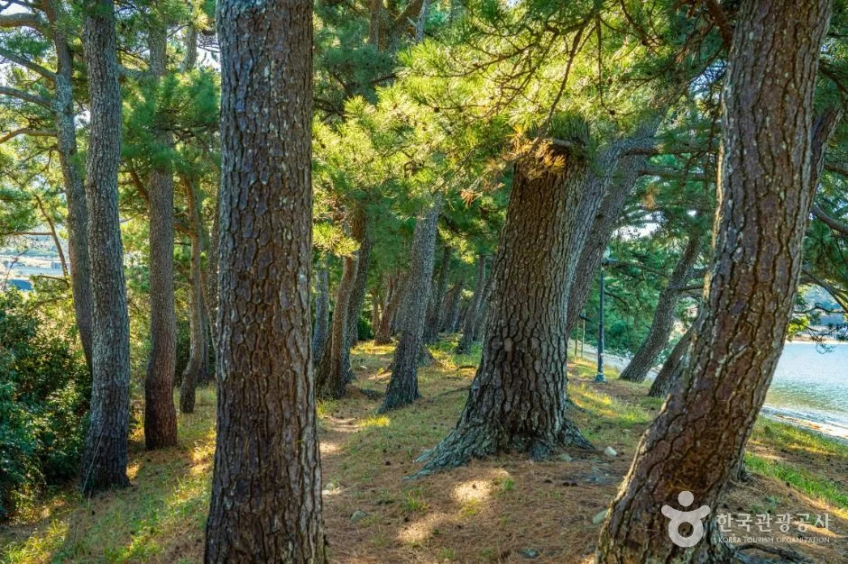 완도_지리청송해변 (6)