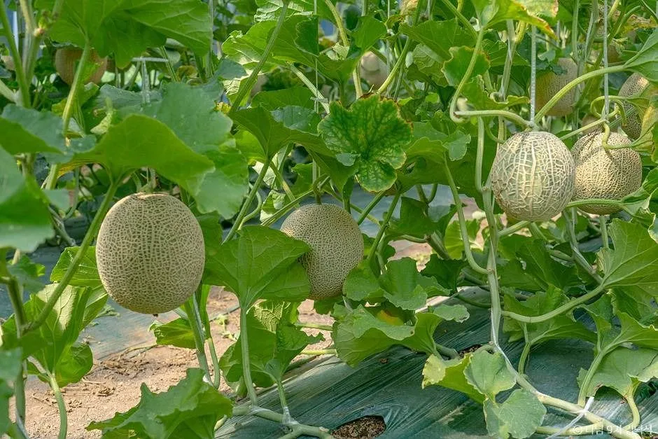 전남 영암 전북 완주 여행 가볼만한곳 한복 명상 전통주 이색 체험_야미야미팜_3-3