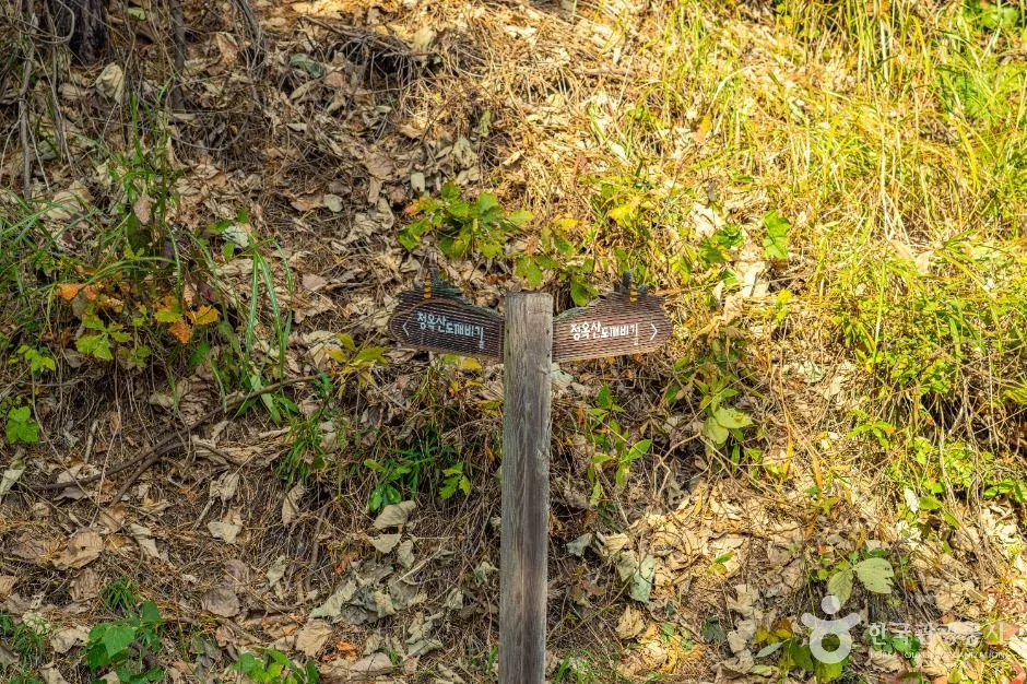 평창_청옥산 도깨비길 (4)