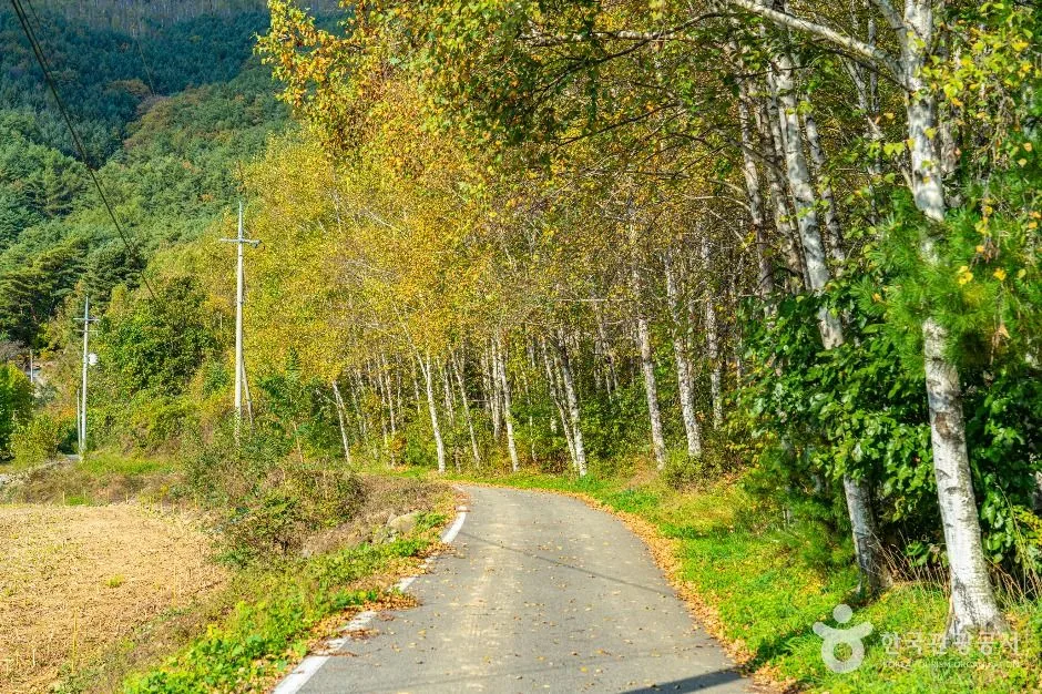 평창_청옥산 도깨비길 (5)