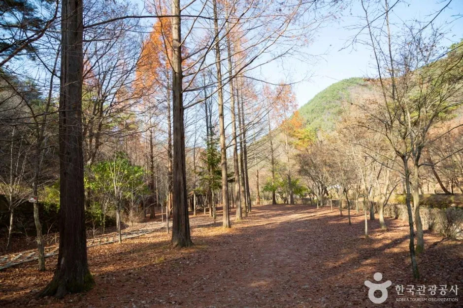 상소동 산림욕장 (14)